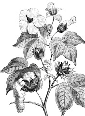 cotton tree historical illustration