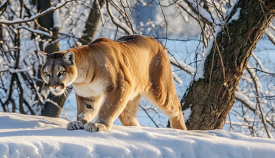 cougar walking through winter snow among trees