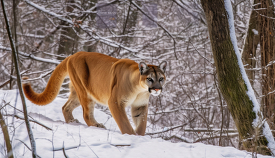 cougar walking through winter trees and thick brush