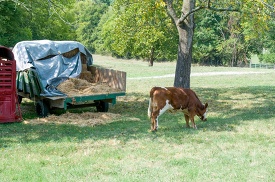 cow eating hay in a field next to a truck