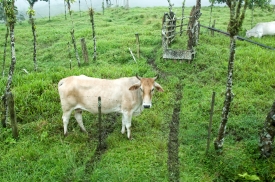 Cow in Cloud Forest Costa Rica