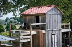 cow is standing on the hay in front of a wooden shed