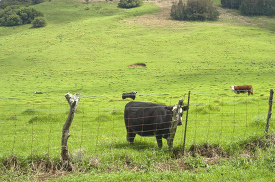 cow standing behind a wire fence in a field