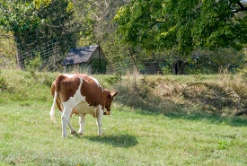 cow walking in a field with a fence