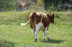 cow walking in a field with a fence in the background