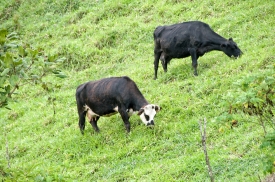 Cows Costa Rica