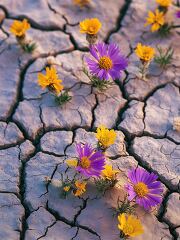 Colorful purple and yellow flowers emerge from dry, cracked soil, showcasing nature's resilience in a sunny landscape during late spring. Life persists in arid conditions.