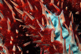 Crown of Thorns starfish closeup