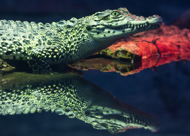 Cuban Crocodile reflection in water