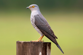 cuckoo cuculus canorus standing on a wooden fence post blurred b
