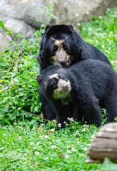 cute andean bear club standing in grass with mother