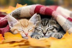 Cute kittens cozied up under a warm blanket peacefully sleeping