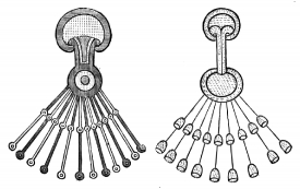 Cymbalum Musical Instrument Illustration