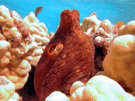 Day octopus peeks out of lobe coral