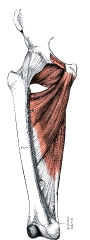 deep muscles of the medial femoral region human anatomy