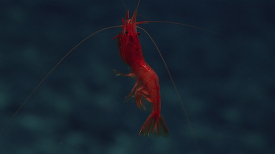deepwater shrimp swims away
