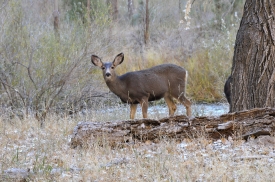 _deer at zion national park 10a