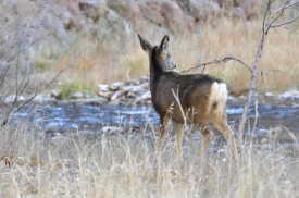 _deer at zion national park 53a