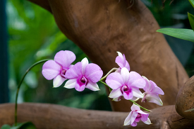 delicate stem of orchids at singapore botanical garden