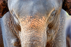 detailed view of an asia elephant