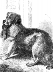 dog historical illustration