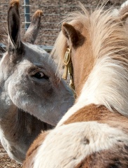 donkey and pony at farm closeup