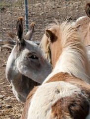 donkey and pony at farm photo 15