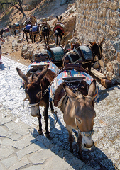donkeys prepared to give rides to tourist in rhodes greece
