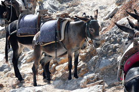 donkeys standing near rocky area rhodes greece