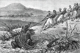 dragging a crocodile to land historical illustration africa