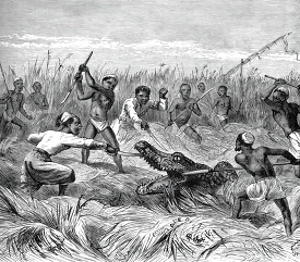 dragging a crocodile to land in africa historical illustration a