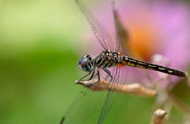 dragongfly resting on plant leaf