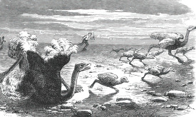 driving a flock of ostriches historical illustration africa