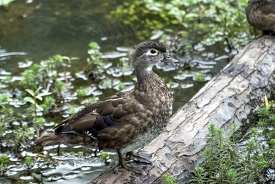 duck on log in marsh photo_14