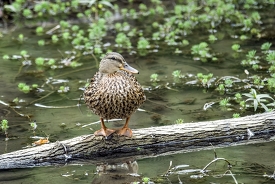 duck on log in marsh photo_16