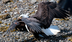 eagles icy straits point alaska 422