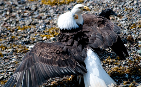 eagles icy straits point alaska 448