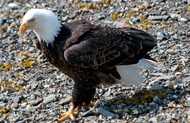 eagles icy straits point alaska 458