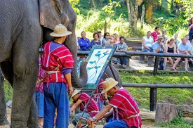 elephant painting a picture with its trunk in thailand
