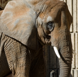 elephant with white tusk