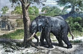elephants shaking a fruit tree historical illustration africa
