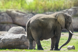 elephant-standing-at-zoo-near-large-rocks
