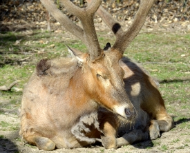 elk sitting shows long horns