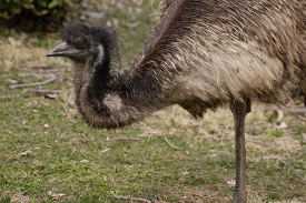 Emu bird at zoo