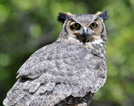 Eurasian eagle owl front face