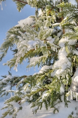 evergreen plant gracefully enduring the weight of winter's snow 