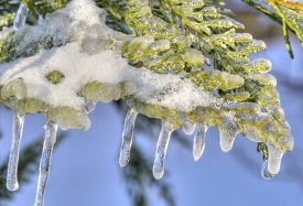 evergreen plant is blanketed in snow and ice