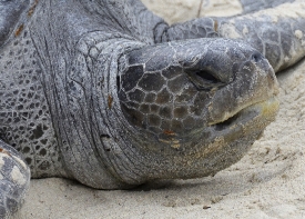 face of sea turtle on beach