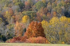 fall colors on hillside