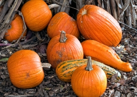fall pumpkins near corn stalks